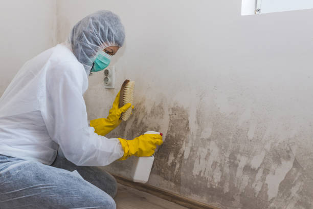 Best Environmental Consulting for Mold Prevention in Saltillo, MS